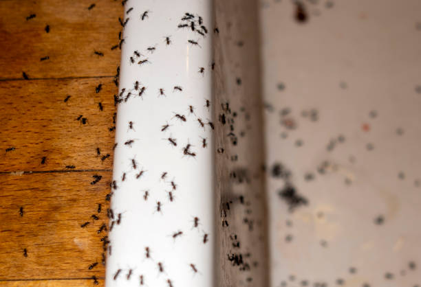 Best Bed Bug Extermination  in Mcconnell Af, KS